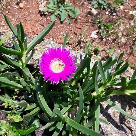 Chiara Bed & Breakfast 3*